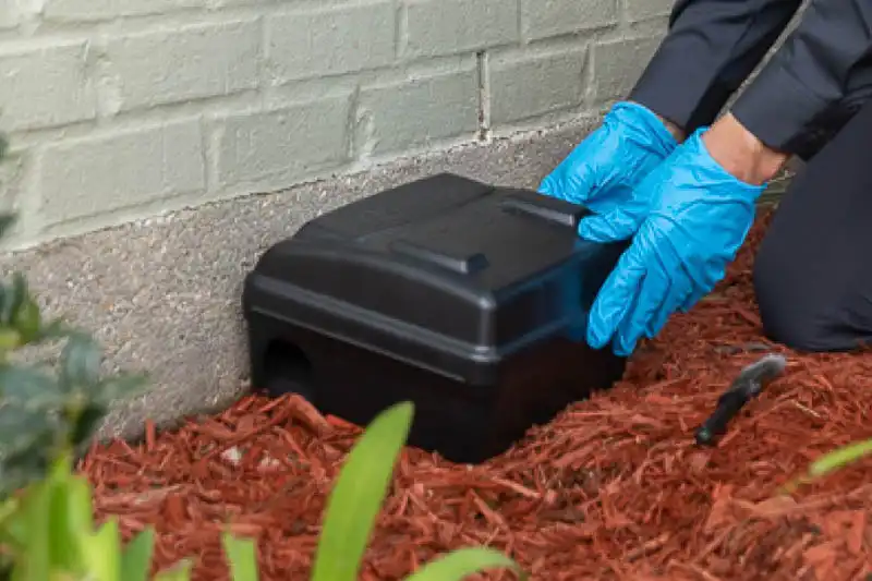 Rat-and-mouse-control Rat and mouse pest solutions