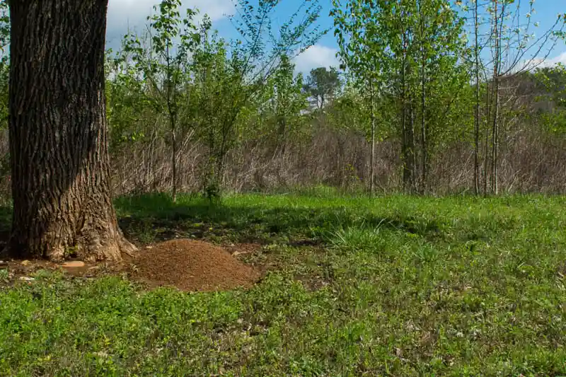 fire-ants-nest-mound Fire ant elimination