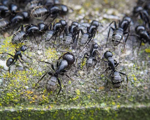 black-ants pests black ants