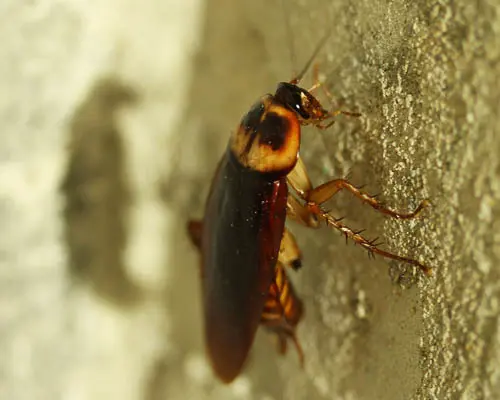 pests-cockroach pests cockroach