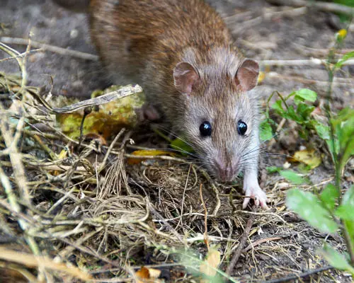 pests-rat pest rat walking