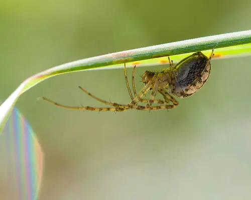 pests-sider pests spider