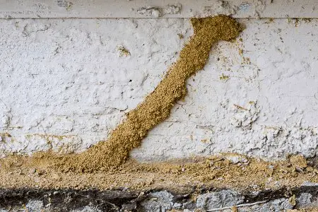 subterranean-termite-mud-tubes mud tubes made by subterranean termites