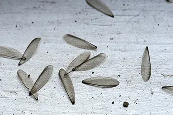 termite-discarded-wings discarded wings from termites