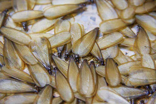 termite-swarm termites-swarming-on-floor