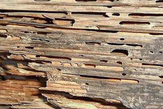 termite-wood-damage wood damaged and eaten by termites